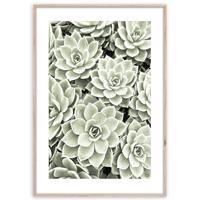 Artbox Digi 50x70 Br009 Succulents